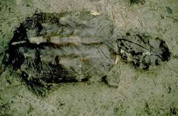 Image of Chelus fimbriatus