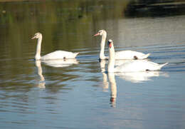 Image de Cygne muet