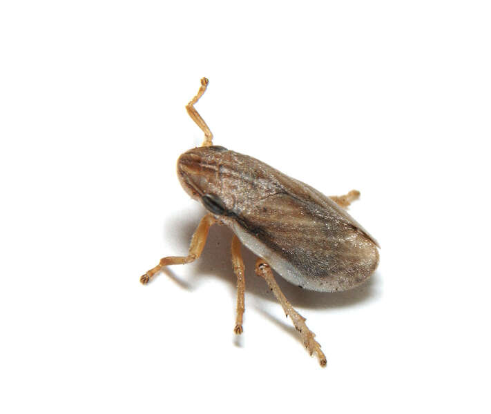 Image of froghoppers