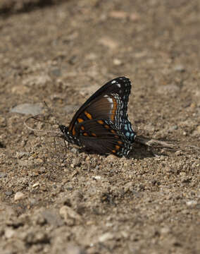 صورة Limenitis arthemis Drury 1773