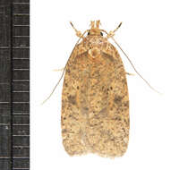 Слика од Agonopterix thelmae Clarke 1941