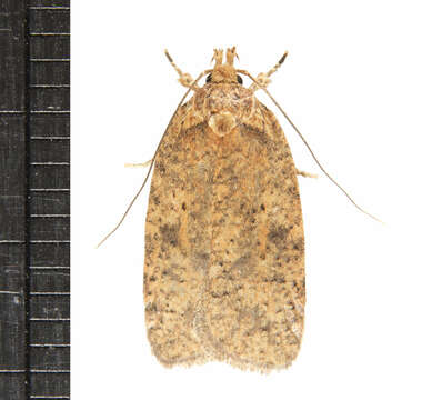 Image of Thelma's Agonopterix