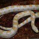 Pantherophis guttatus (Linnaeus 1766) resmi