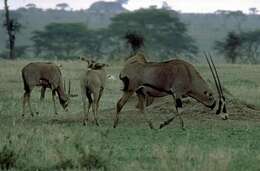 Image de Gemsbok