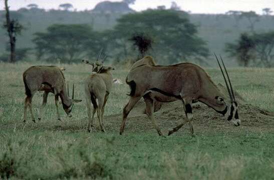 Image of Gemsbok