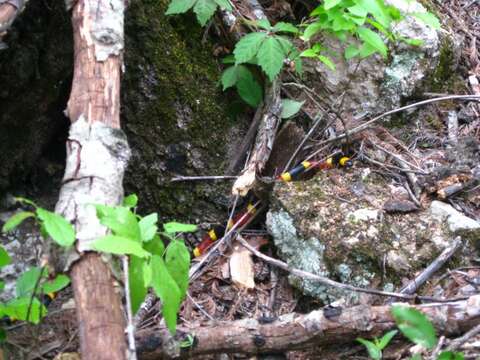 Image of American coral snakes