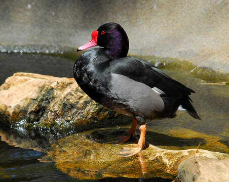 Image of Rosy-billed Pochard