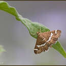 Image of Beet webworm moth