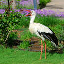 Image of White Stork