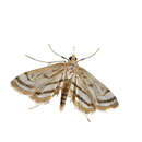 Image of Chestnut-marked Pondweed Moth