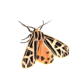 Image of Grammia Rambur 1866