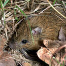 Image of Meadow Jumping Mouse