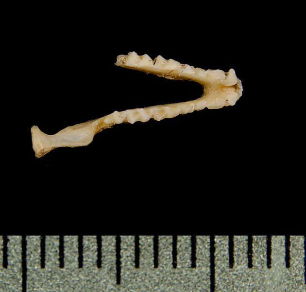 Image de Micronycteris subgen. Schizonycteris Porter, Hoofer, Cline, Hoffmann & Baker 2007