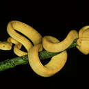 Image of Amazon Tree Boa