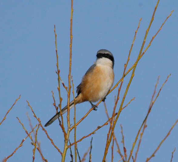 Image of Grey-backed Shrike