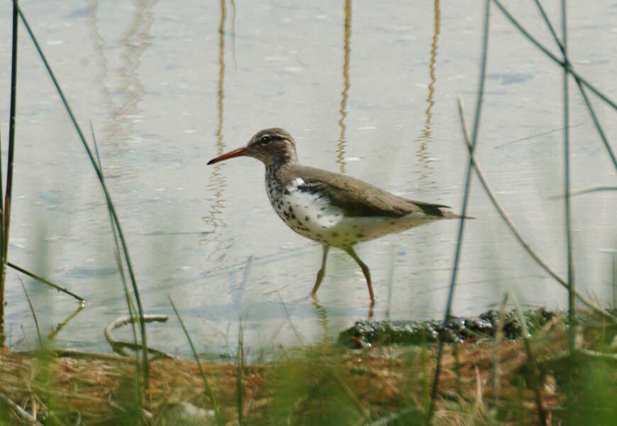 Image of Spotted Sandpiper