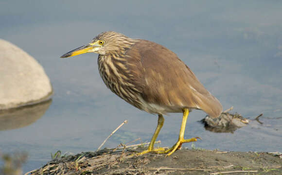 Image of Chinese Pond Heron