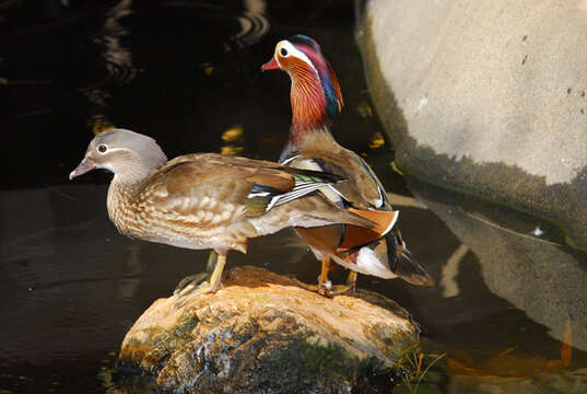 Image of Mandarin Duck