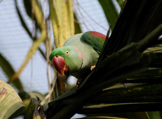 Image of Alexandrine Parakeet