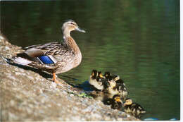 Image of Common Mallard