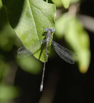 Imagem de Lestes congener Hagen 1861