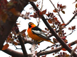 Icterus bullockii (Swainson 1827) resmi