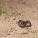 Image of Adder