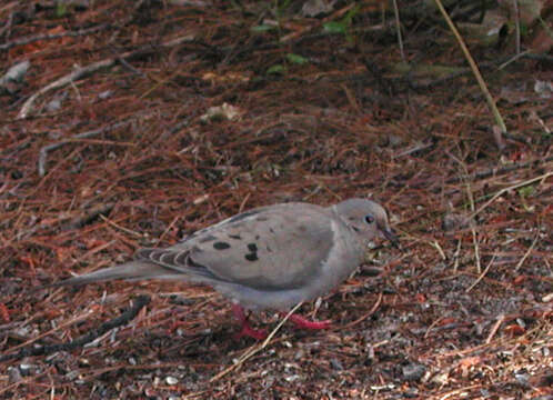 Image of American Mourning Dove