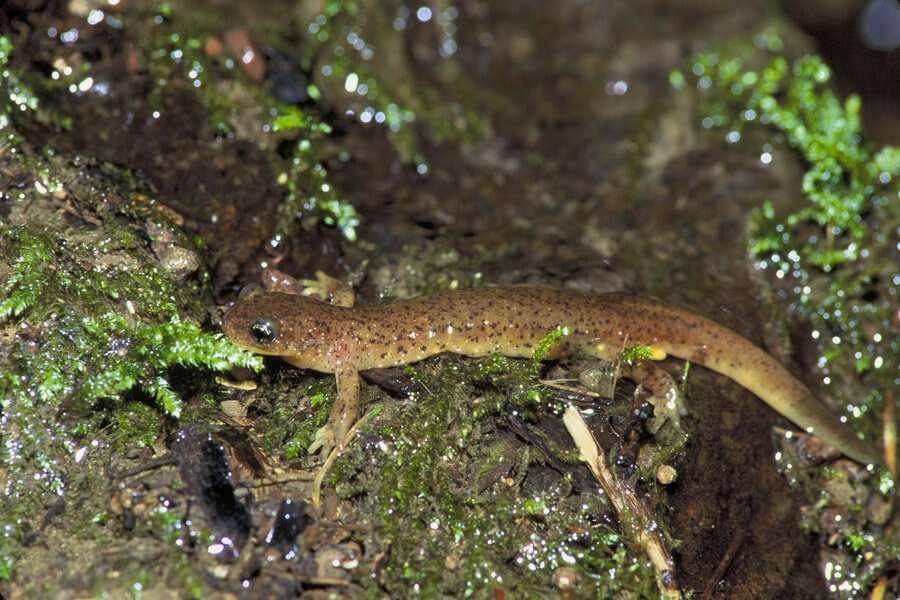 Image of torrent salamanders