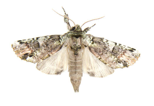 Image of Variegated Prominent, Unicorn Caterpillar Moth