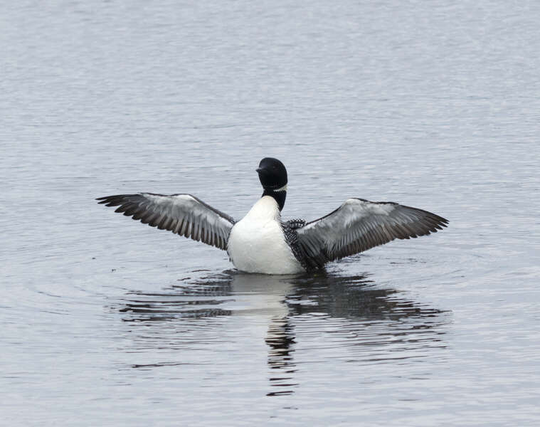 Image of Common Loon