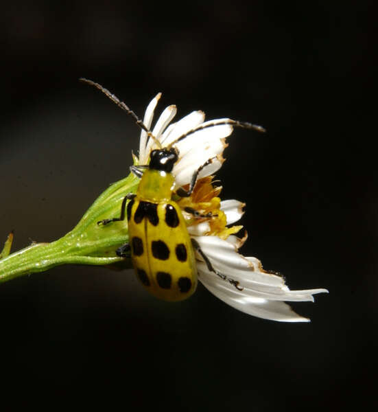 Sivun Diabrotica kuva