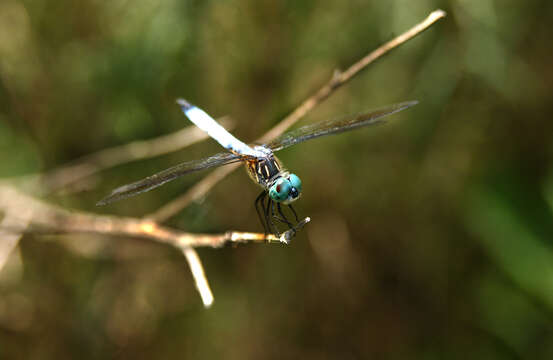 Image of Blue Dasher