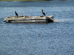 Image of Typical Moorhens