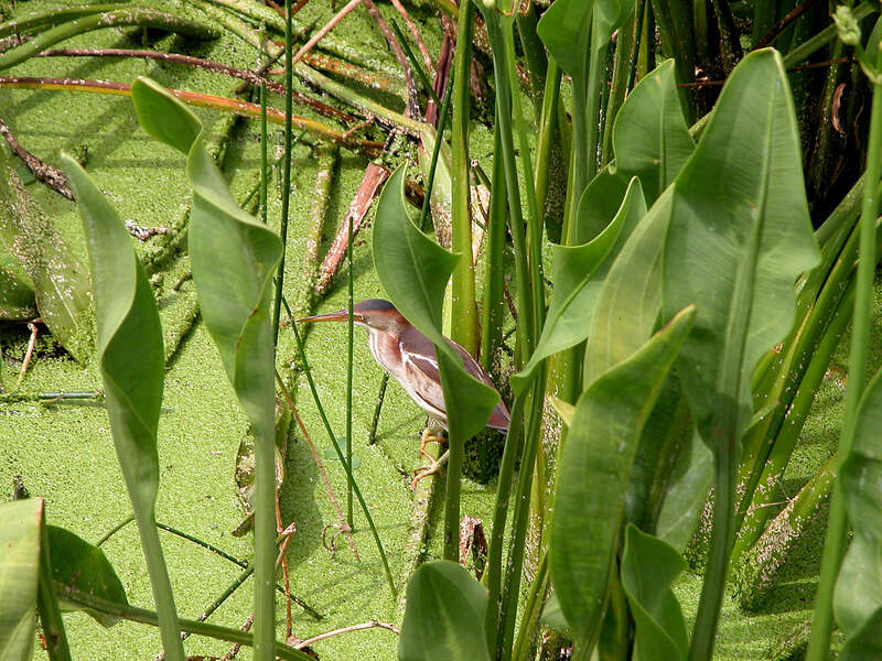 Image of Least Bittern