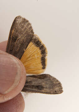 Image of Yellow Underwings