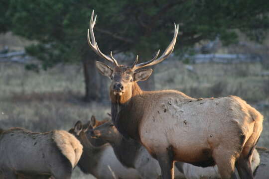 Image of Red Deer