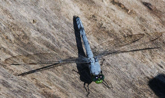 Image of Pondhawks