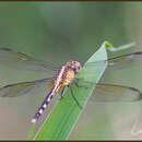 Image of Band-winged Dragonlet