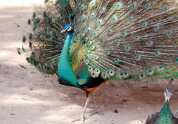 Imagem de Pavo muticus Linnaeus 1766