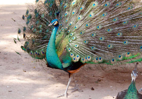 Imagem de Pavo muticus Linnaeus 1766