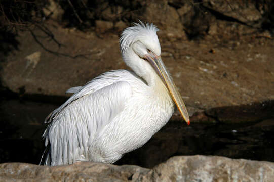 Plancia ëd Pelecanus crispus Bruch 1832