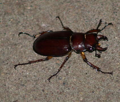 Image de Lucanus