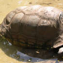 Image of Aldabra giant tortoise