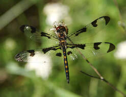 Celithemis fasciata Kirby 1889 resmi