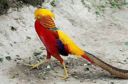 Chrysolophus pictus (Linnaeus 1758) resmi