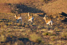 Image of Goitered Gazelle