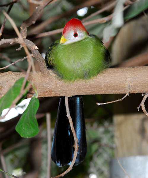 Image of Red-crested Turaco