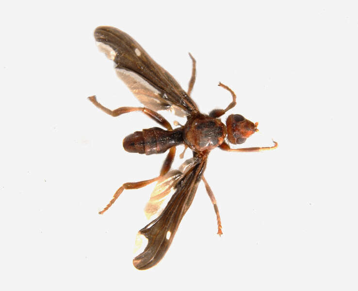 Image of pyrgotid flies