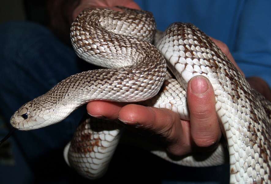 Image of Pine Snake